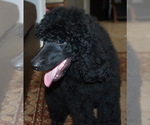 Small Photo #3 Poodle (Standard) Puppy For Sale in CLEARWATER, FL, USA