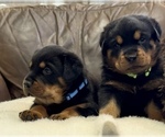 Small #12 Rottweiler