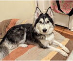 Small #14 Huskies  Mix