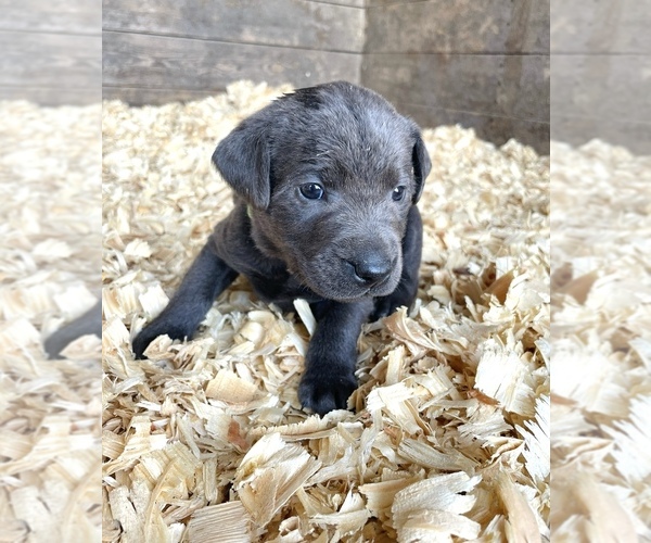 Medium Photo #9 Labrador Retriever Puppy For Sale in MORRILL, KS, USA