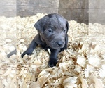 Puppy 8 Labrador Retriever