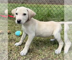 Small #7 Labrador Retriever