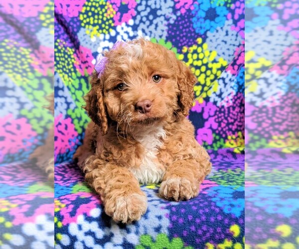 Medium Photo #6 Goldendoodle Puppy For Sale in GLEN ROCK, PA, USA