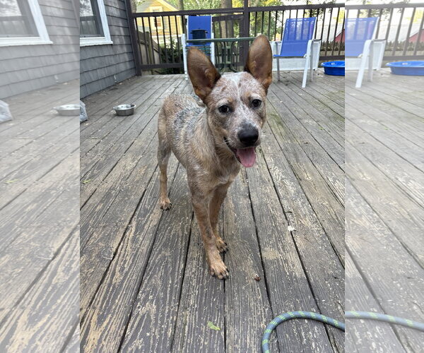 Medium Photo #4 Mutt Puppy For Sale in Garden City, NY, USA