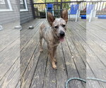 Small #3 Mutt