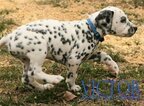 Small Photo #38 Dalmatian Puppy For Sale in ENID, OK, USA