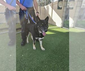 German Shepherd Dog-Siberian Husky Mix Dogs for adoption in Camarillo, CA, USA