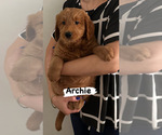 Small Photo #1 Goldendoodle Puppy For Sale in GLENDALE, CA, USA
