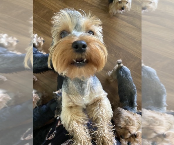 Medium Photo #2 Yorkshire Terrier Puppy For Sale in BETHLEHEM, GA, USA