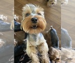 Small #1 Yorkshire Terrier