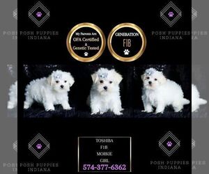 Medium Morkie