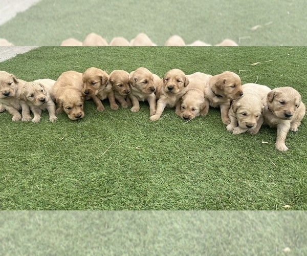 Medium Photo #7 Golden Retriever Puppy For Sale in GRANITE BAY, CA, USA