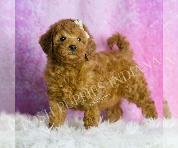 Medium Photo #3 Goldendoodle (Miniature) Puppy For Sale in WARSAW, IN, USA