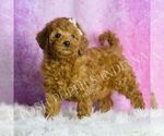 Small #2 Goldendoodle (Miniature)