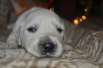 Small Photo #10 Golden Retriever Puppy For Sale in TOONE, TN, USA