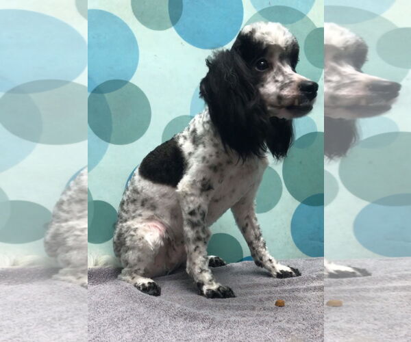 Medium Photo #9 Poodle (Miniature) Puppy For Sale in Lincolnwood, IL, USA