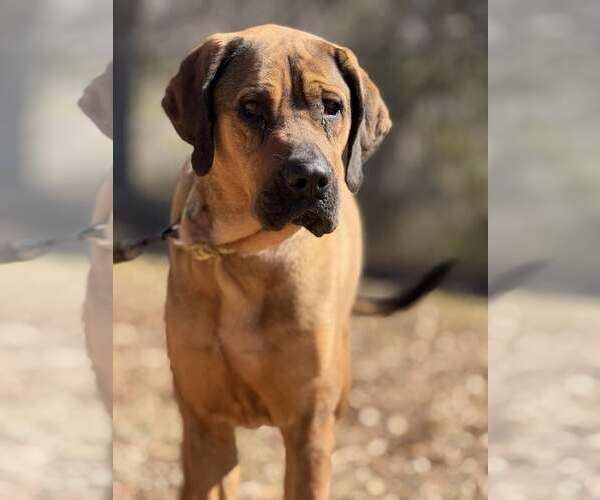 Medium Photo #1 Bloodhound-Redbone Coonhound Mix Puppy For Sale in Attalka, AL, USA