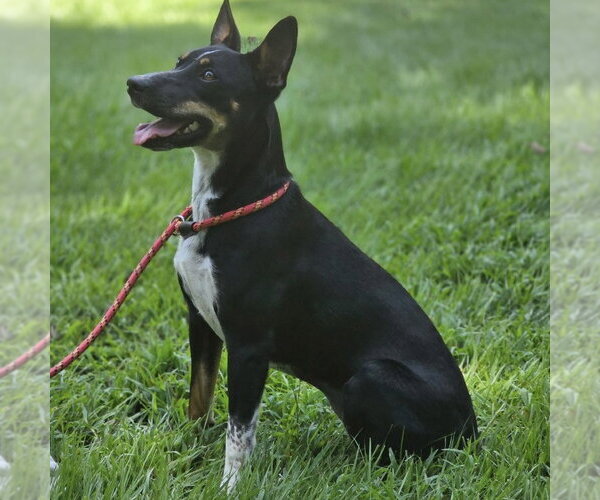 Medium Photo #4 Rat Terrier Puppy For Sale in Yardley, PA, USA