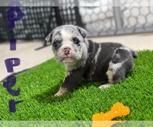 English Bulldog Puppy for Sale in BUCKEYE, Arizona USA