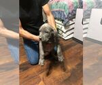 Small Photo #6 Cane Corso Puppy For Sale in RENO, NV, USA