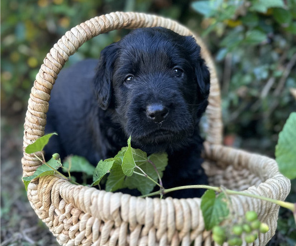Medium Photo #2 Black Russian Terrier Puppy For Sale in S CHARLESTON, WV, USA