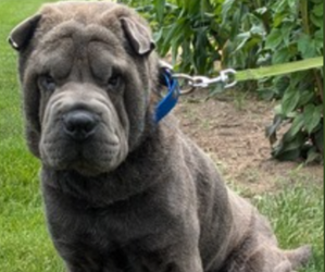 Father of the Cocker-Pei puppies born on 04/27/2025