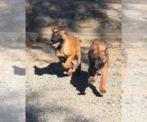 Belgian Malinois Puppy for sale in ELK GROVE, CA, USA