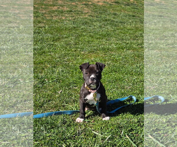 Medium Photo #5 Mutt Puppy For Sale in Derwood, MD, USA