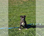 Small #4 Mutt