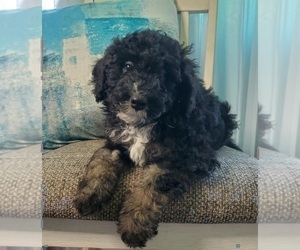 Miniature Bernedoodle Puppy for sale in ELKHART, IN, USA