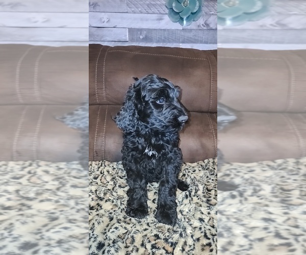 Medium Photo #6 Bernedoodle Puppy For Sale in BELMONT, MS, USA