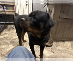 Father of the Rottle puppies born on 06/04/2025
