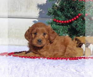 Goldendoodle (Miniature) Puppy for sale in CHRISTIANA, PA, USA