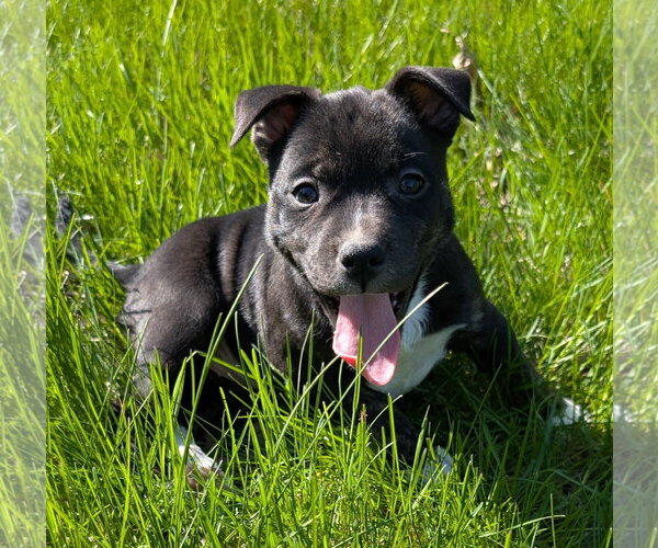 Medium Photo #5 Mutt Puppy For Sale in Des Moines, IA, USA
