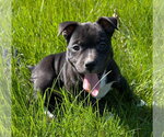 Small #4 Mutt