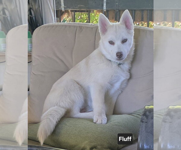 Medium Photo #2 Siberian Husky-Unknown Mix Puppy For Sale in Sandy, UT, USA
