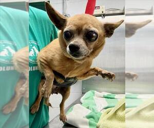 Chihuahua Dogs for adoption in Woodland, CA, USA