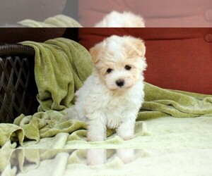 Medium Havanese