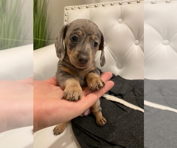 Medium Photo #3 Dachshund Puppy For Sale in DELTA, CO, USA