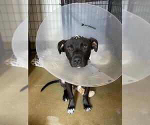 Labrador Retriever-Unknown Mix Dogs for adoption in Riverside, CA, USA