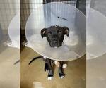 Small Labrador Retriever Mix
