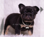 Small #2 French Bulldog