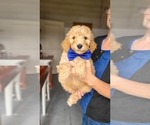 Small #3 Poodle (Standard)