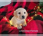 Small #17 Labrador Retriever