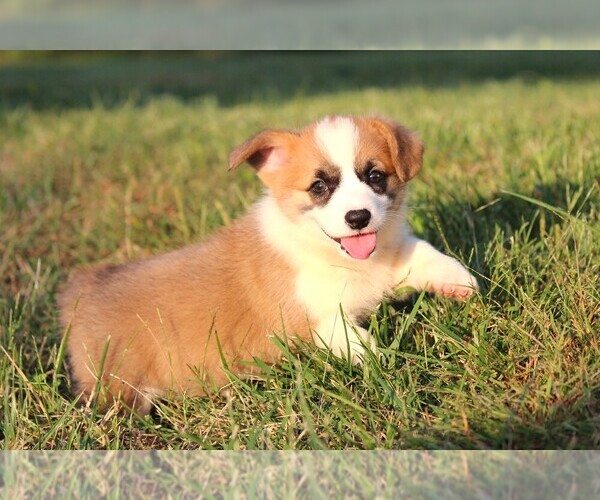 Medium Photo #6 Pembroke Welsh Corgi Puppy For Sale in FORT MADISON, IA, USA