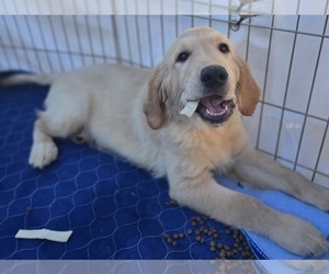 Golden Retriever Puppy for sale in TARZANA, CA, USA