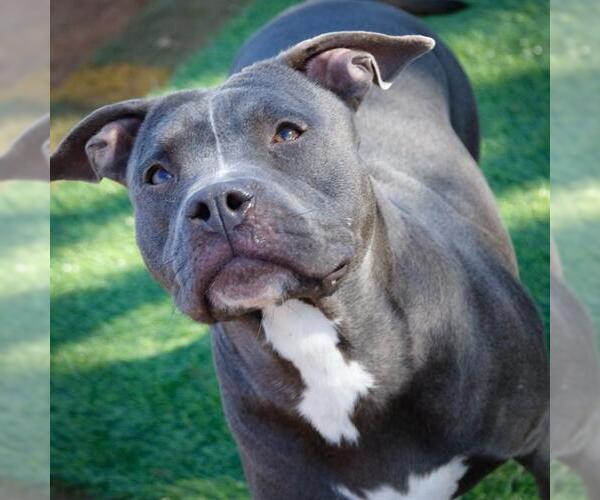 Medium Photo #3 American Staffordshire Terrier Puppy For Sale in Tallahassee, FL, USA