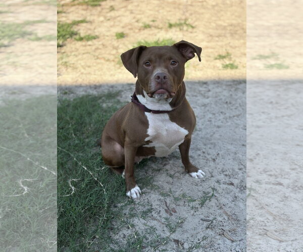 Medium Photo #4 Mutt Puppy For Sale in Orlando, FL, USA