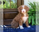 Small #1 Bernedoodle (Miniature)