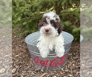 Havanese Puppy for sale in MIDDLEBURY, IN, USA